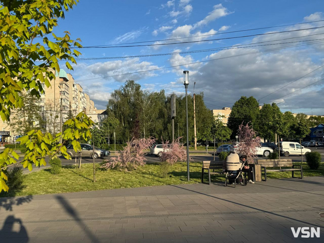 «Боже дерево»: у Луцьку зацвів тамарикс