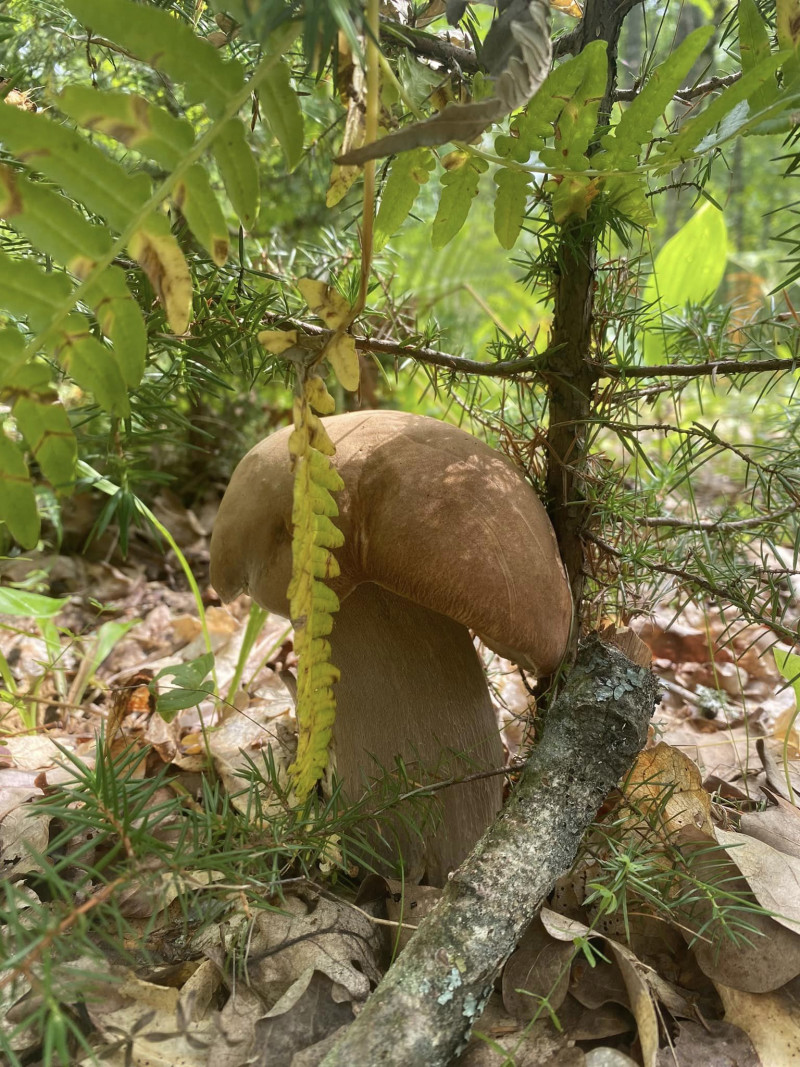 У лісах Волині збирають цілі кошики білих грибів: де саме. Фото