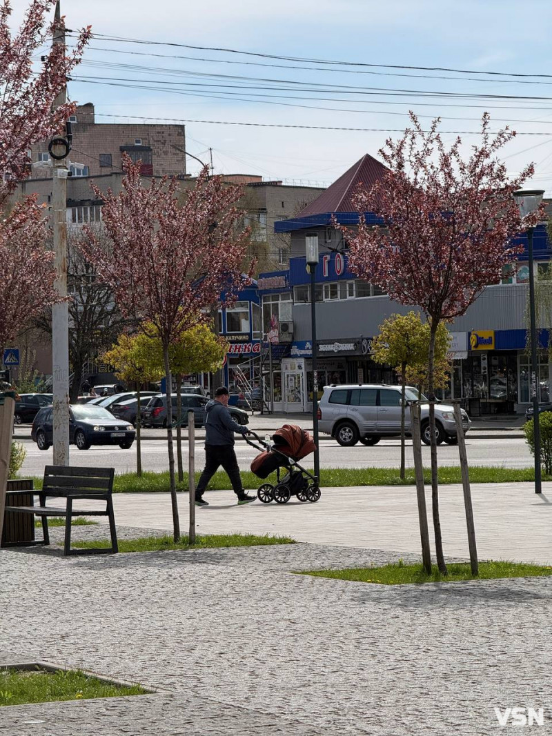 Гарна фотозона: у Луцьку зацвіла ціла алея унікальних іранських слив