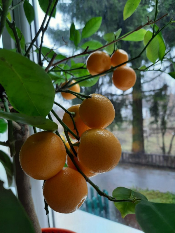 Подружжя з Волині понад двадцять років вирощує лимони й мандарини на підвіконні