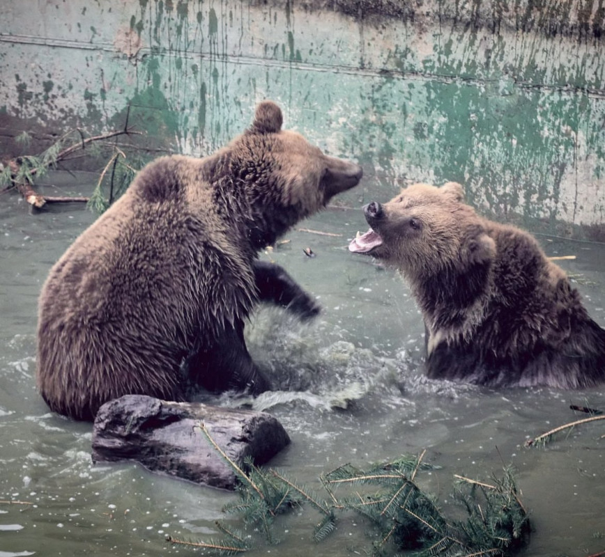 Басейн та «морозиво»: як у Луцькому зоопарку допомагають тваринам у спеку