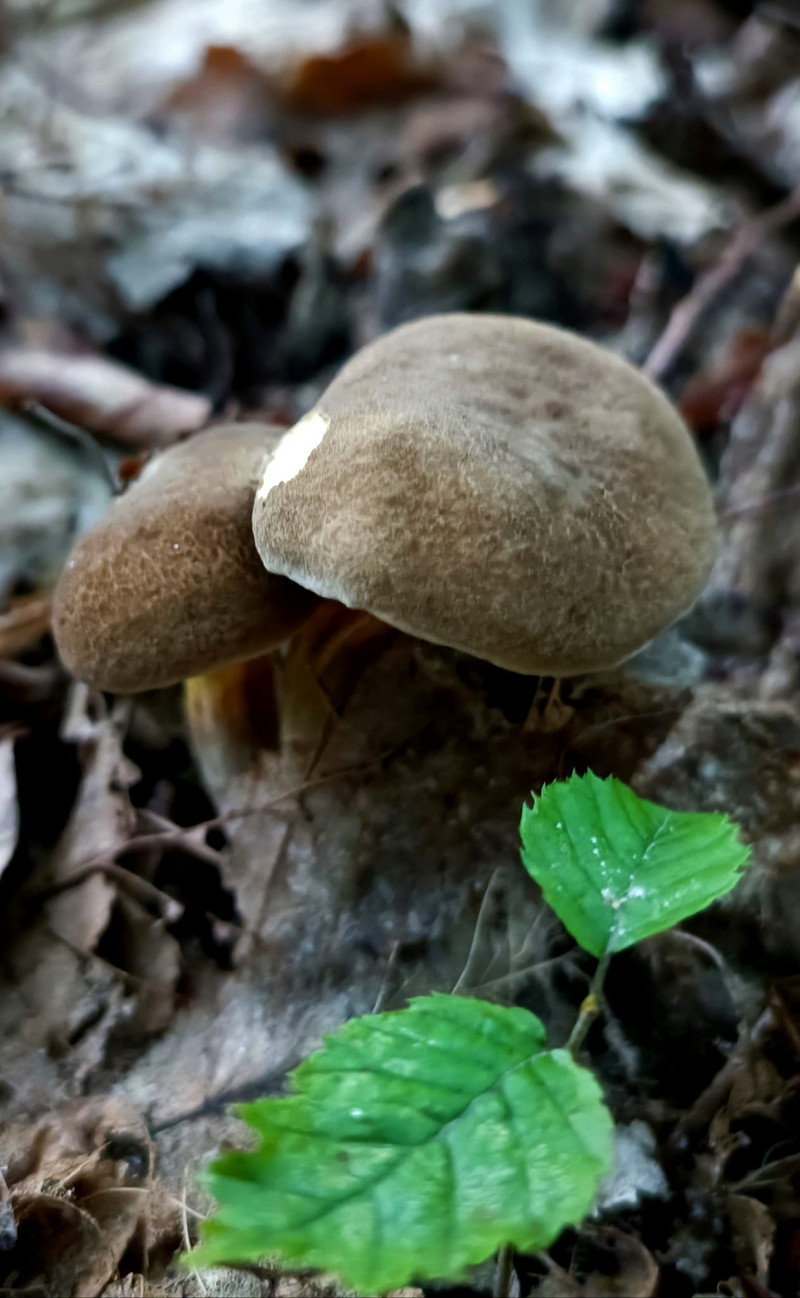 Сипнуло як гороху: у лісі біля Луцька вродили гриби