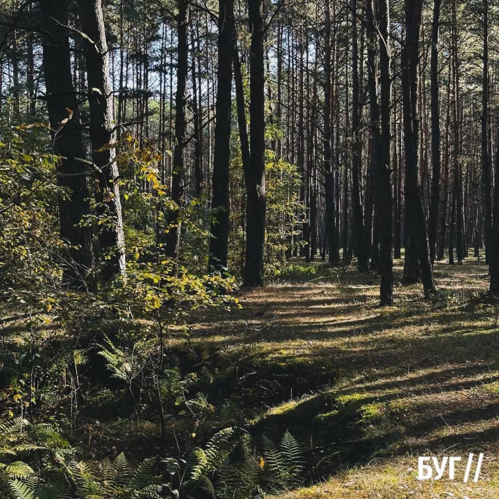 Справжнє грибне щастя: яскравий фоторепортаж з волинського лісу