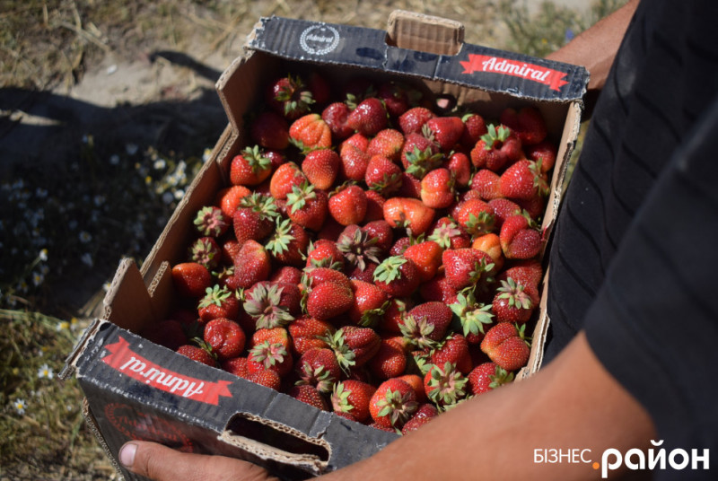 Із злиднів до великого бізнесу: у селі під Луцьком збирають по 100 тонн полуниці на день