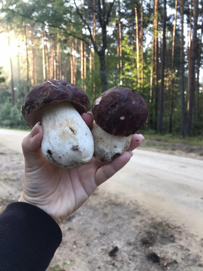 У лісах Волині збирають цілі кошики білих грибів: де саме. Фото