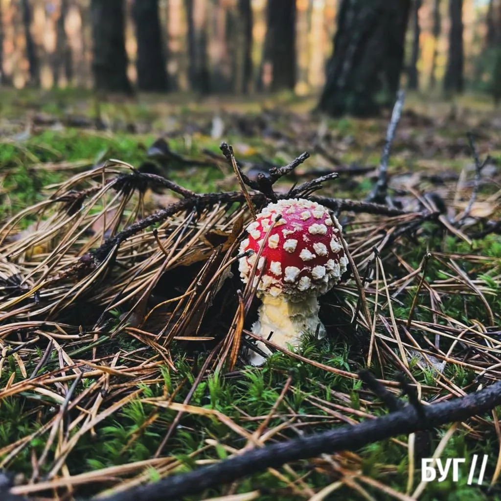 Справжнє грибне щастя: яскравий фоторепортаж з волинського лісу