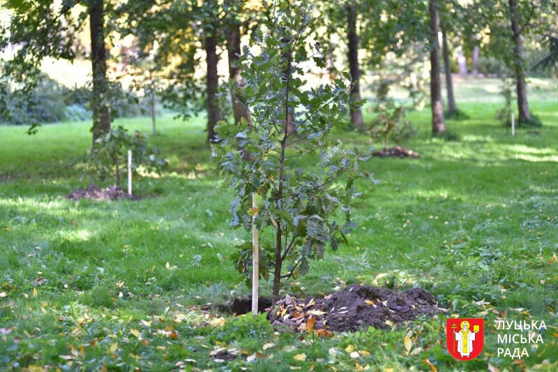 У Луцьку в парку Лесі Українки висадили дубовий гай Незалежності