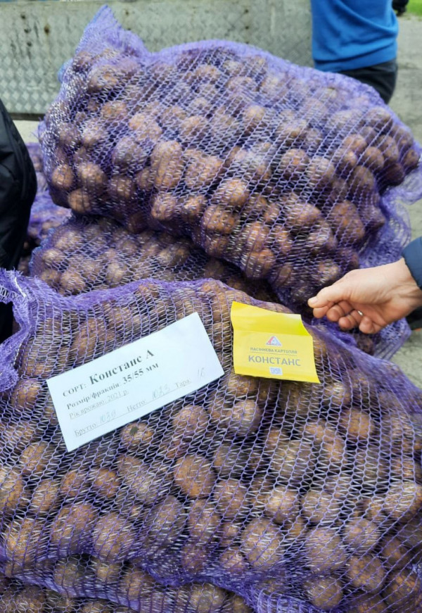 На Волині безкоштовно роздали картоплю нідерландських сортів
