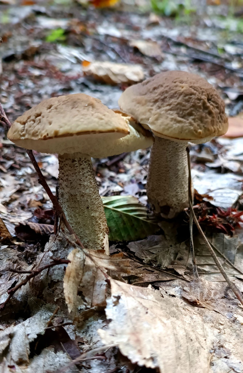Як намальовані: у лісі біля Луцька відрами збирають міні-гриби