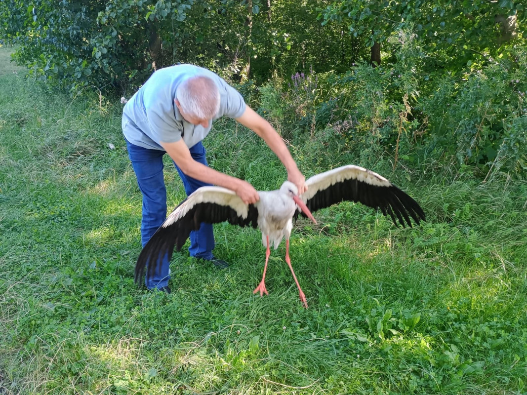 На Волині лелека потрапив у ДТП - птаха вдалося врятувати
