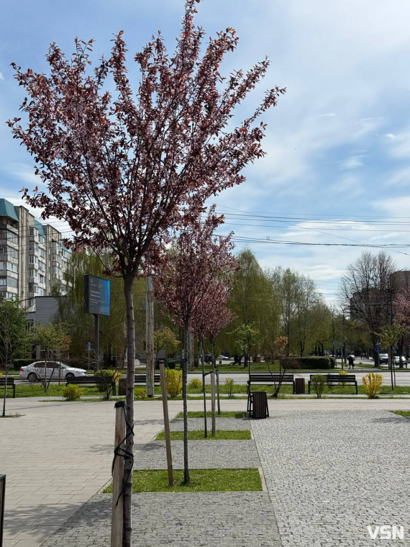 Гарна фотозона: у Луцьку зацвіла ціла алея унікальних іранських слив