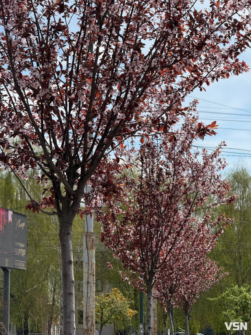 Гарна фотозона: у Луцьку зацвіла ціла алея унікальних іранських слив