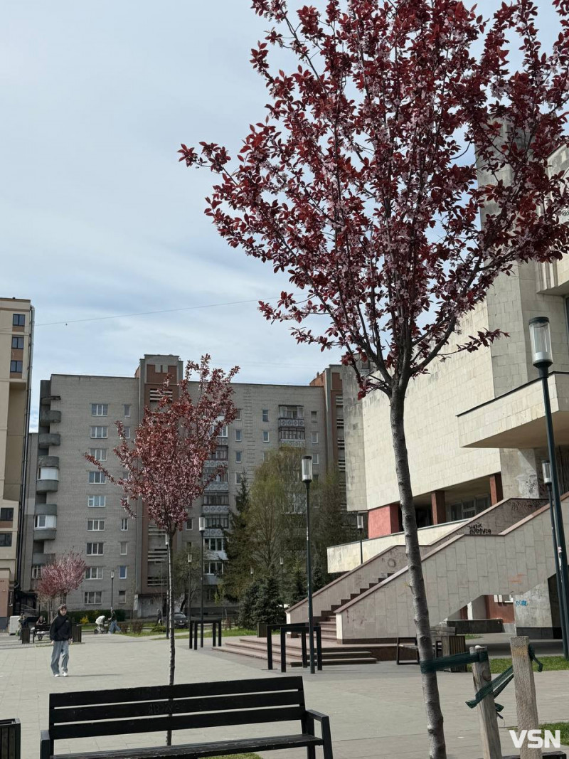 Гарна фотозона: у Луцьку зацвіла ціла алея унікальних іранських слив