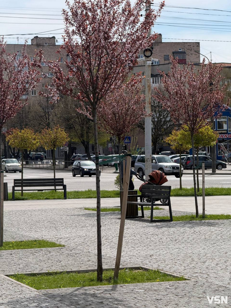 Гарна фотозона: у Луцьку зацвіла ціла алея унікальних іранських слив