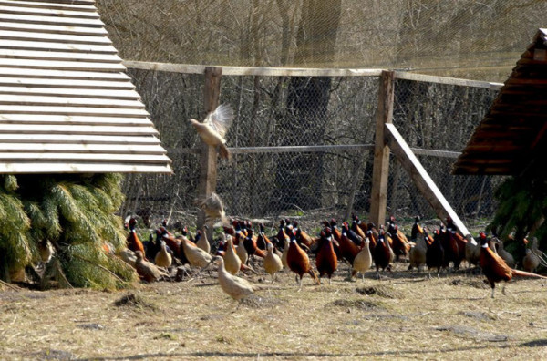 На Волині випустили на волю понад 300 фазанів