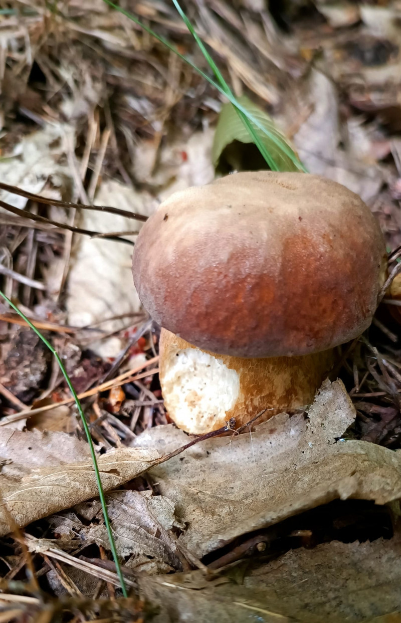 Сипнуло як гороху: у лісі біля Луцька вродили гриби