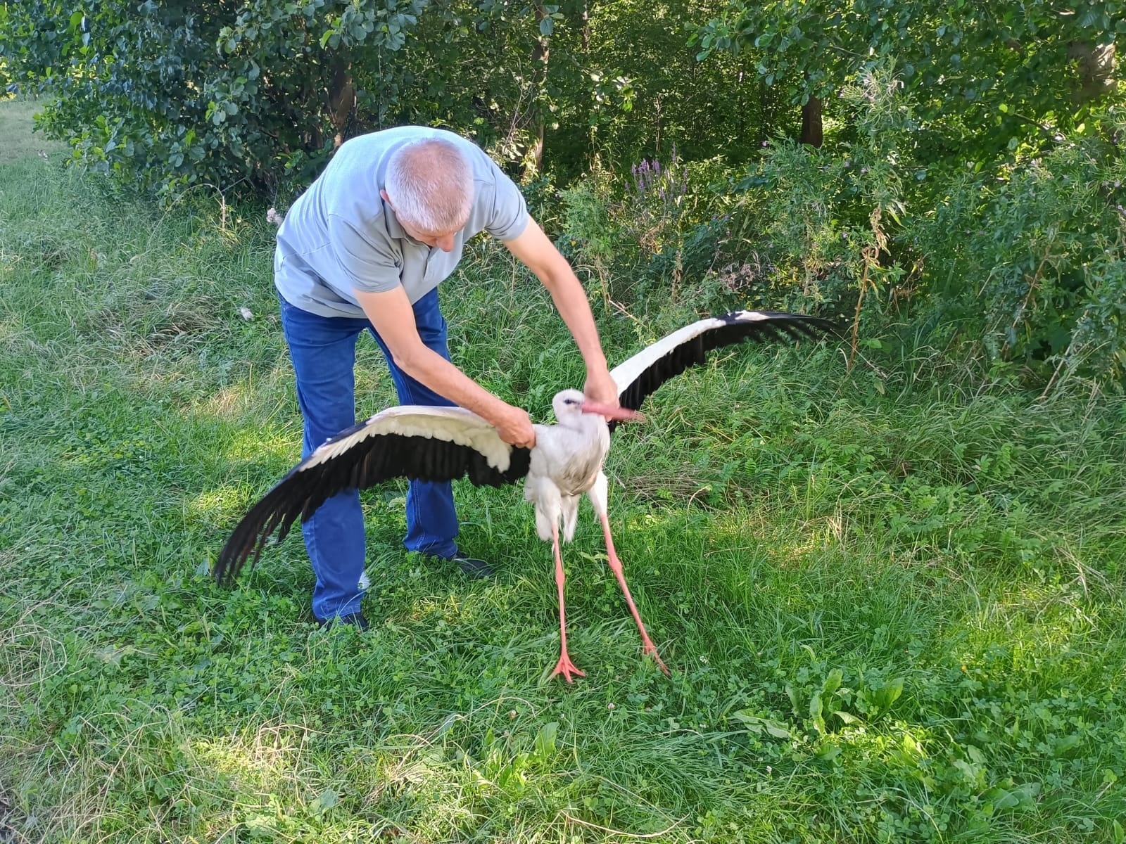 На Волині лелека потрапив у ДТП - птаха вдалося врятувати