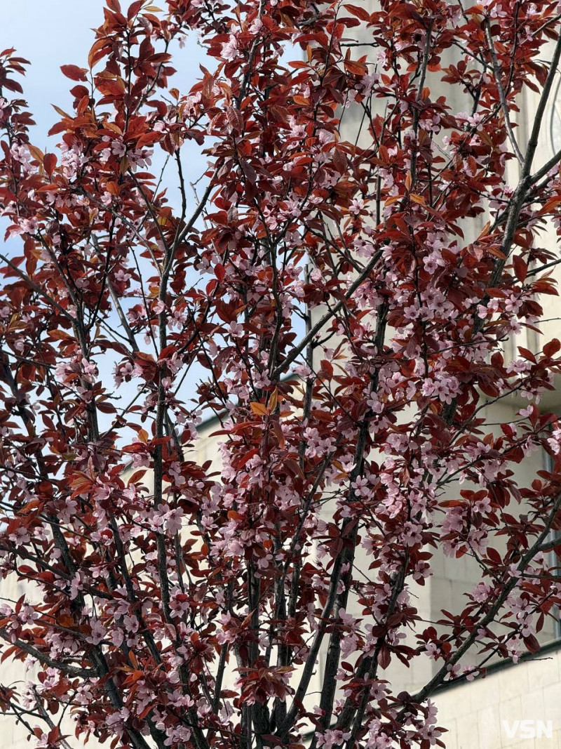 Гарна фотозона: у Луцьку зацвіла ціла алея унікальних іранських слив