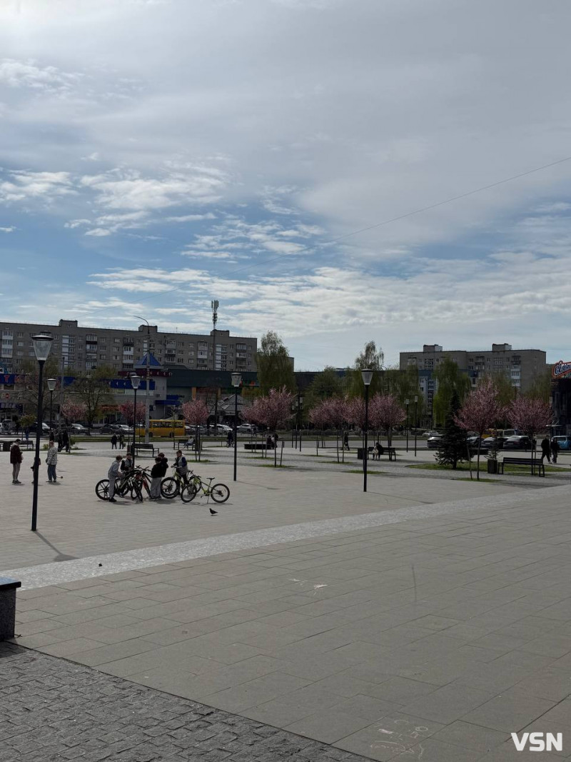 Гарна фотозона: у Луцьку зацвіла ціла алея унікальних іранських слив