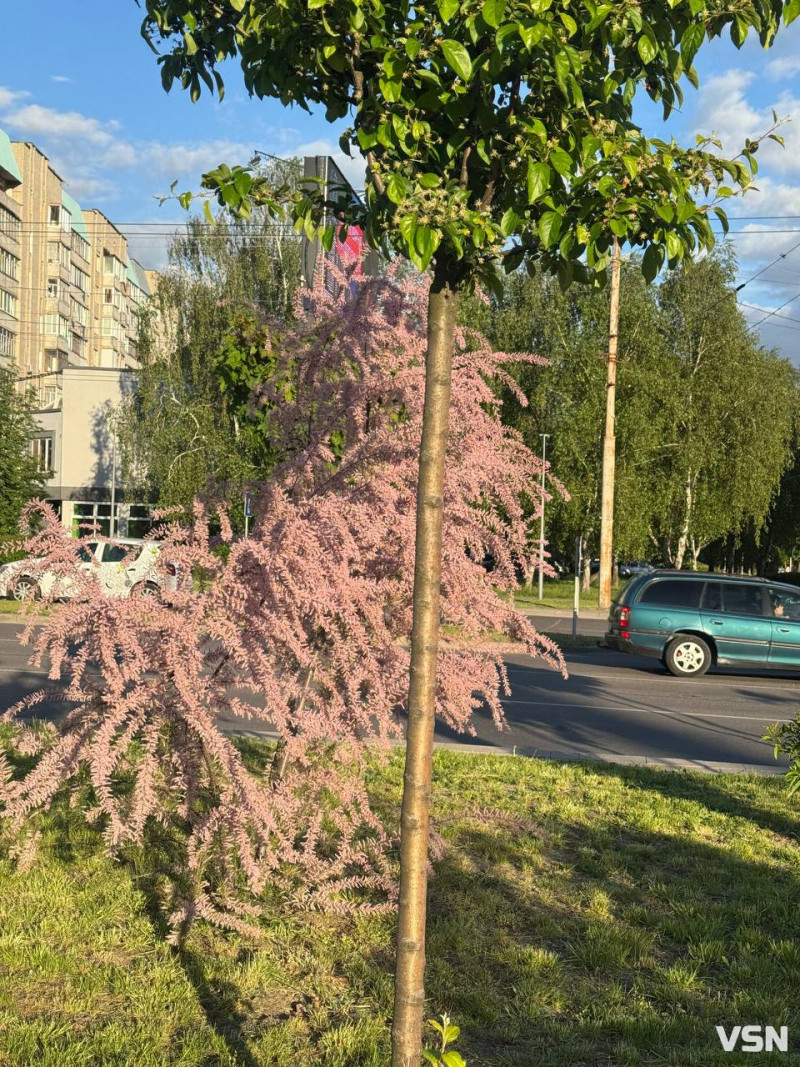 «Боже дерево»: у Луцьку зацвів тамарикс