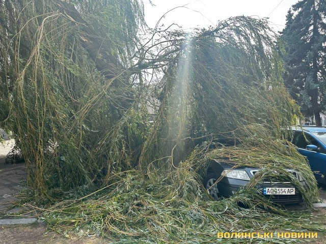 У Луцьку через шквалистий вітер дерева пошкодили авто