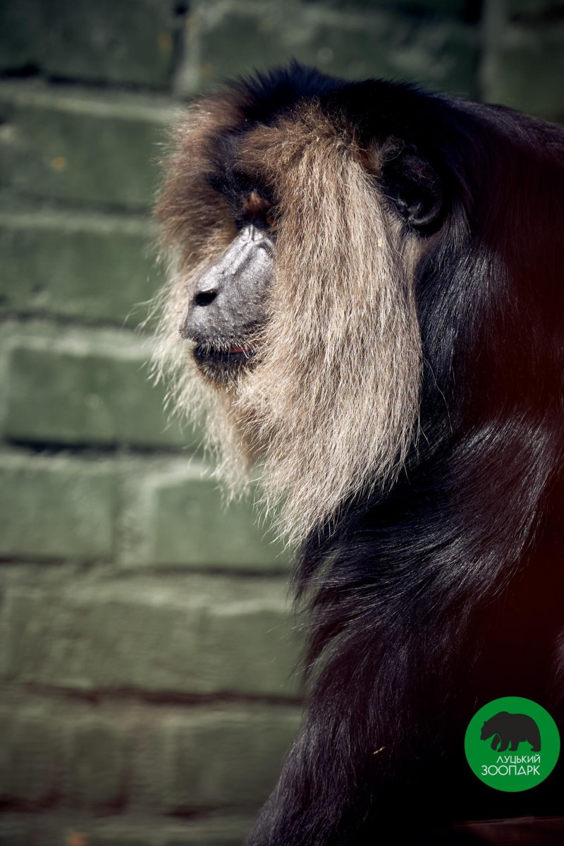 Мавпи, лемури і папуги: луцький зоопарк кличе на екскурсії