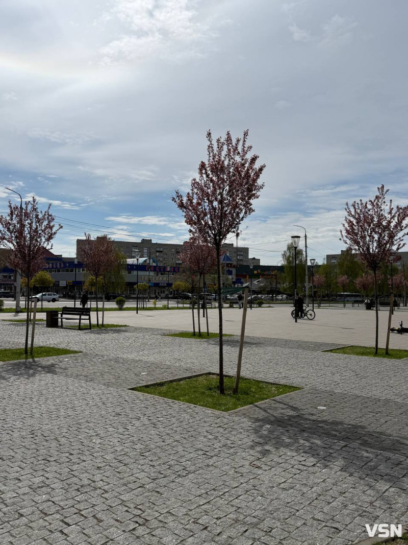 Гарна фотозона: у Луцьку зацвіла ціла алея унікальних іранських слив