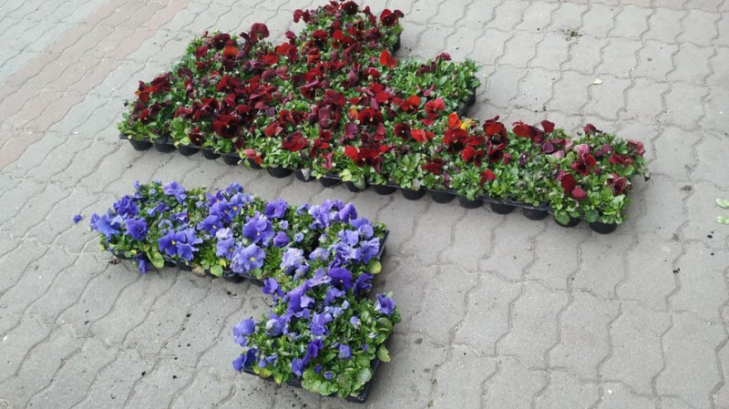 За кілька днів у Луцьку висадять 40 тисяч квітів