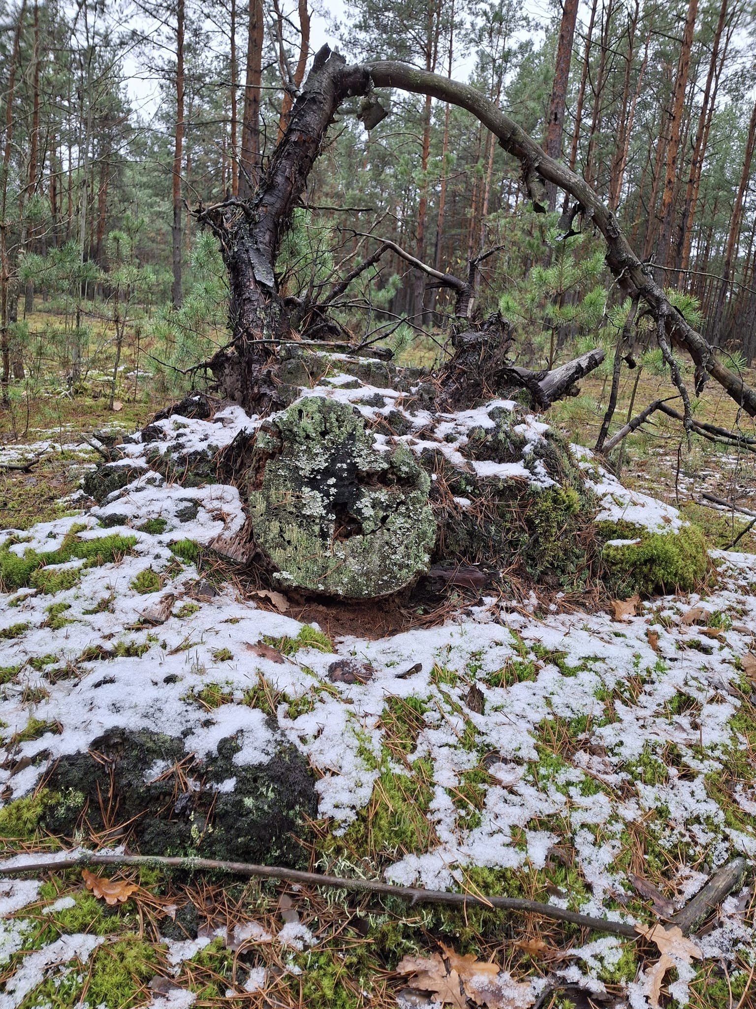 На Волині грибник знайшов велетенського боровика