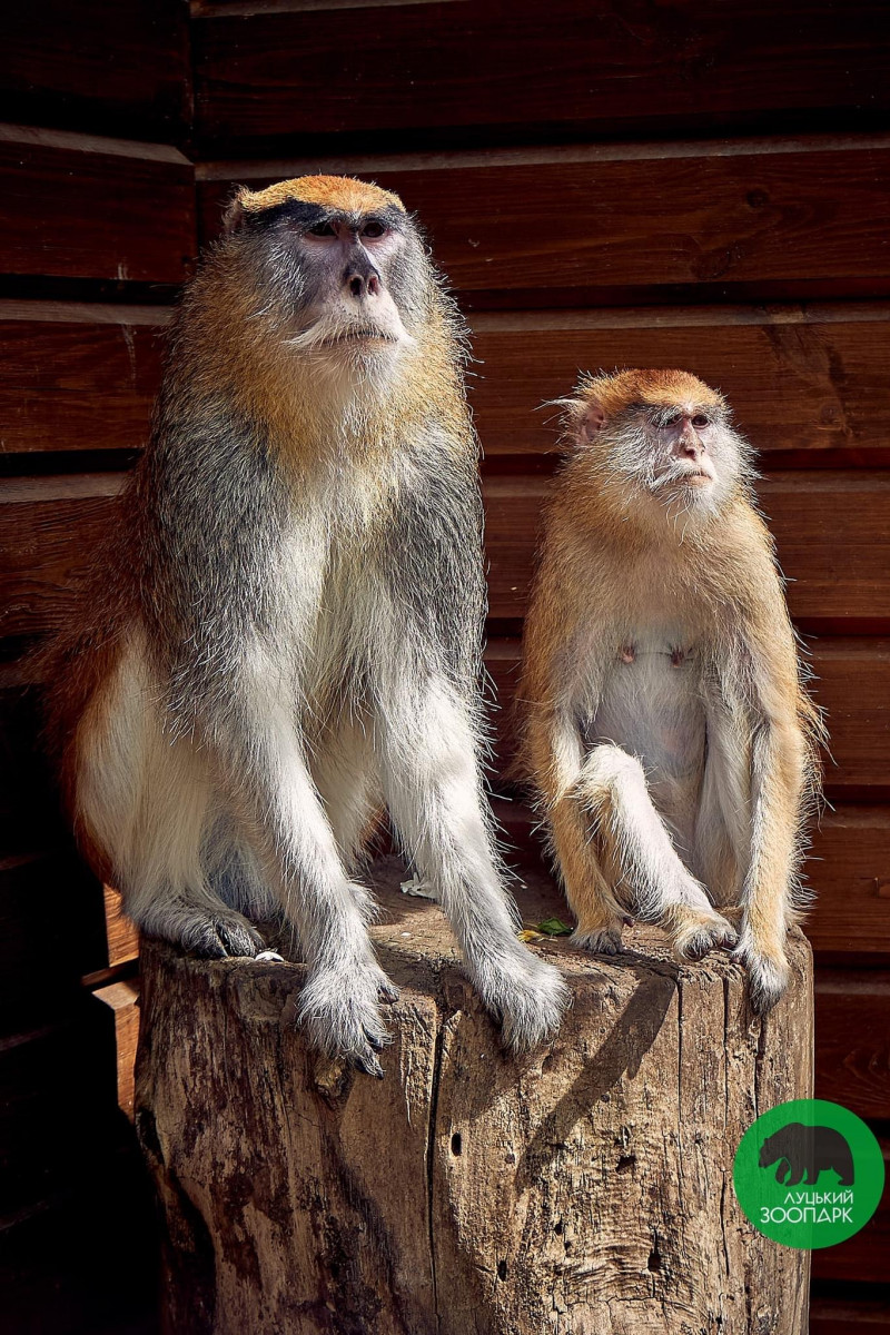 Мавпи, лемури і папуги: луцький зоопарк кличе на екскурсії