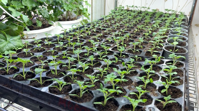 Подружжя з Волині поділилося секретами вирощування міцної розсади