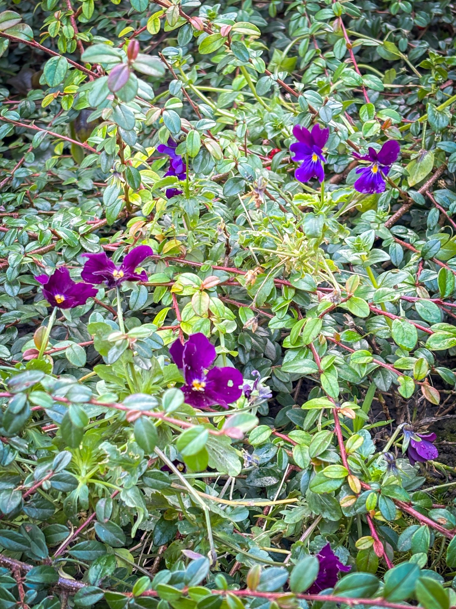 Передріздвяне диво у Луцьку: біля собору посеред зими розквітли квіти