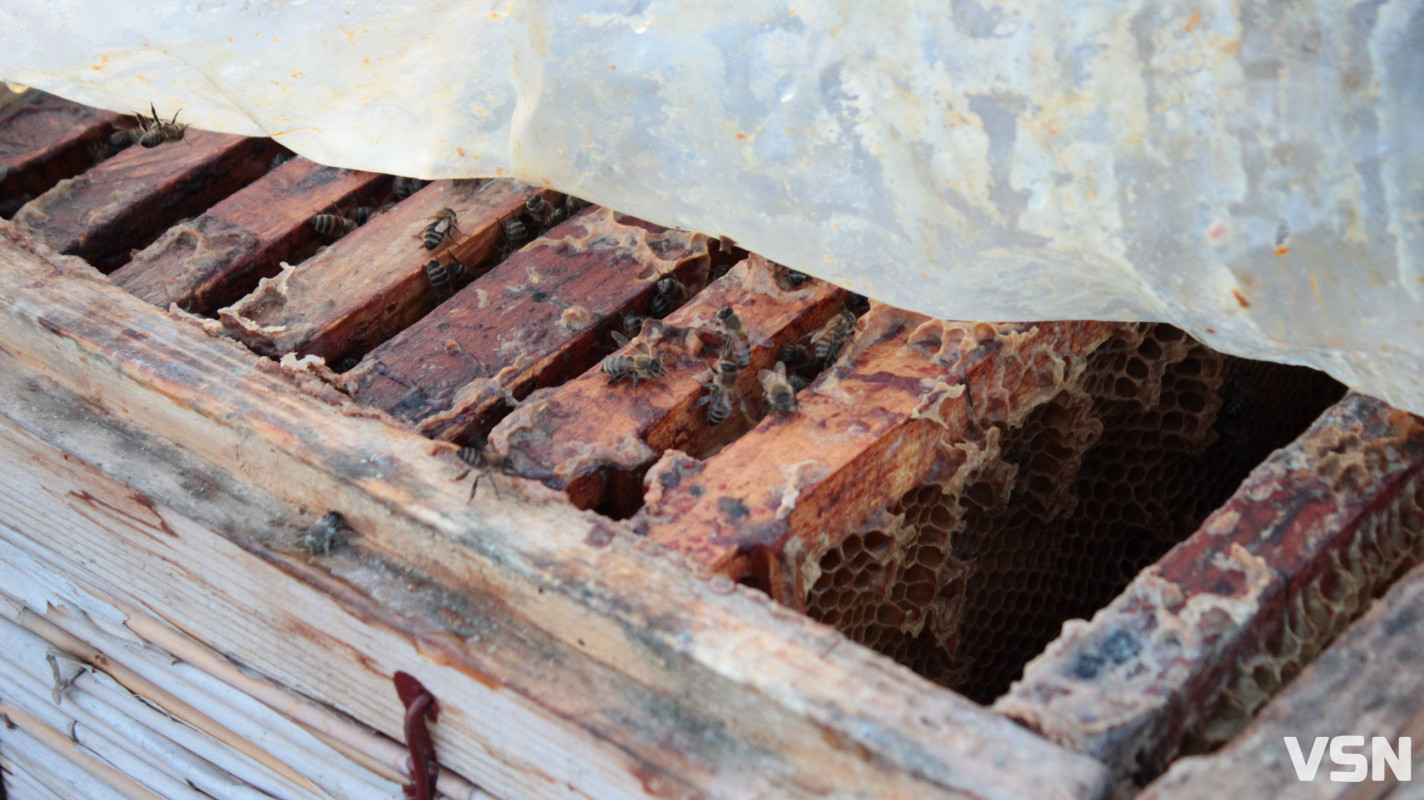 «Бджоли вмирають першими»: як стан пасік на Волині сигналізує про небезпеку для людей