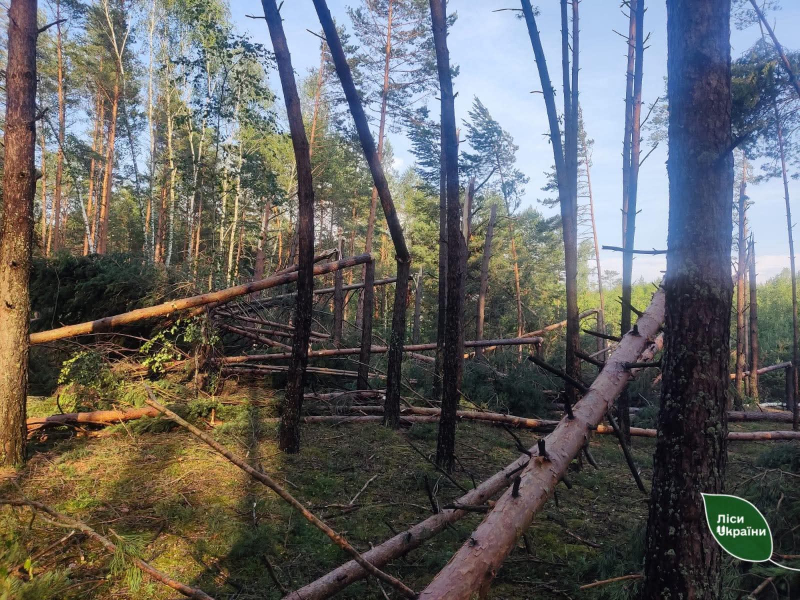 У лісах Рівненщини та Волині негода потрощила дерева. Фото