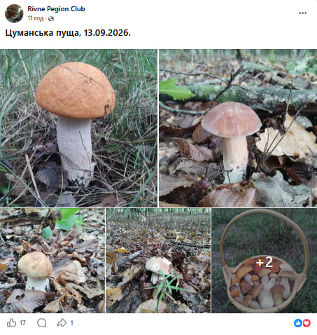 Повні відра за півтори години: де на Волині зараз найбільше грибів