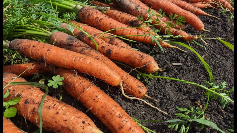 Як виростити ідеальну моркву: секрети пухкого ґрунту та правильного поливу