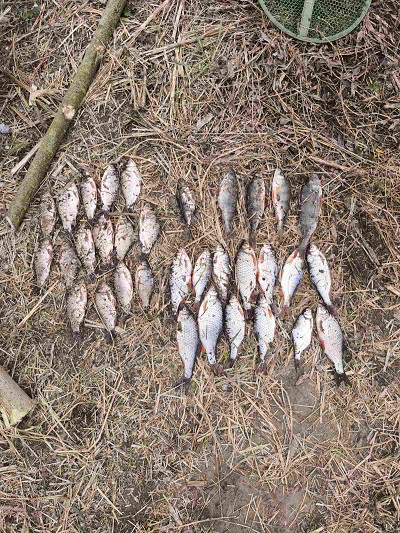 Понад 56 тисяч гривень збитків: на Волині викрили незаконний вилов риби під час нересту