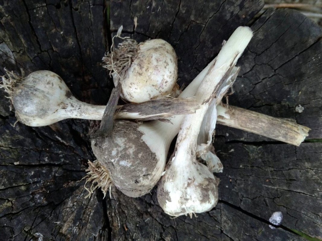 Як врятувати озимий часник від гниття під снігом: секрет досвідчених городників