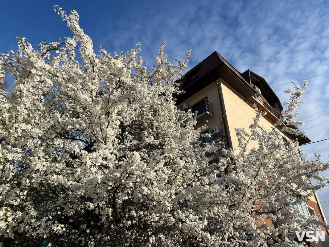 Після нічного холоду на Волині господарі можуть втратити більшість ранніх фруктів