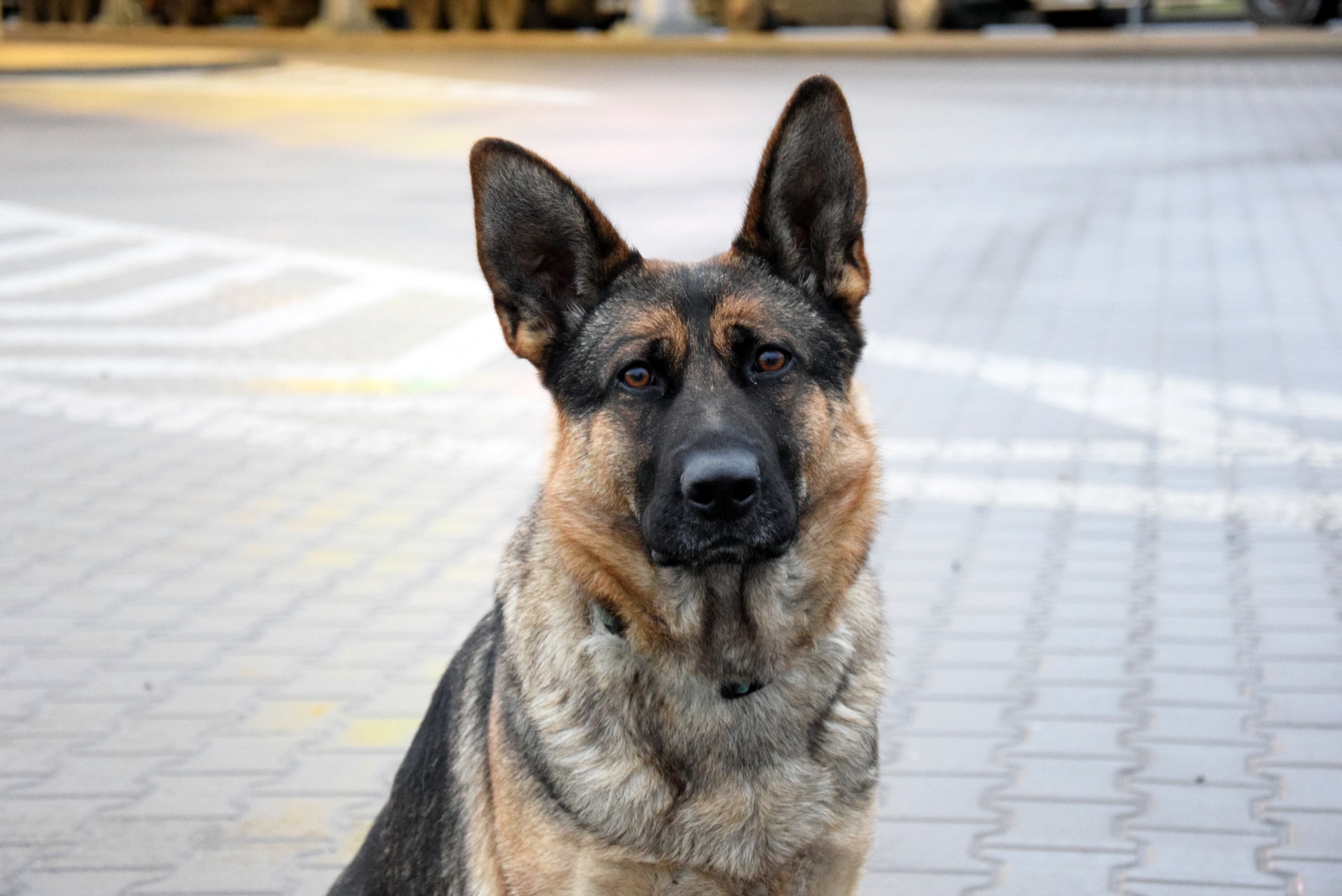 Коли напарник – більше ніж собака: прикордонник з Волині та його чотирилапа династія