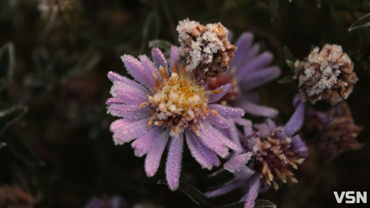 Як виглядає ліс на Волині восени. Фоторепортаж