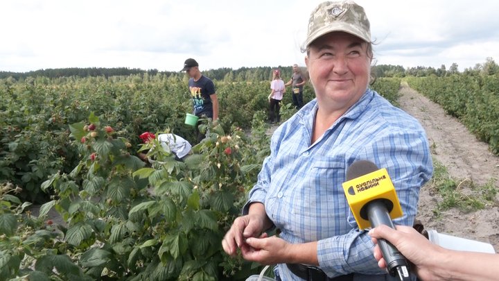 «Малина без рук не буде рости»: як родина з Волині змінила картоплю на ягідний бізнес