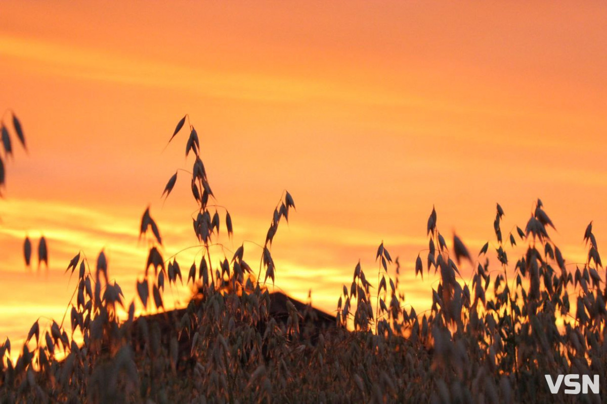 Урожай-2025 на Волині: скільки зерна та цукрових буряків зібрали аграрії минулого року