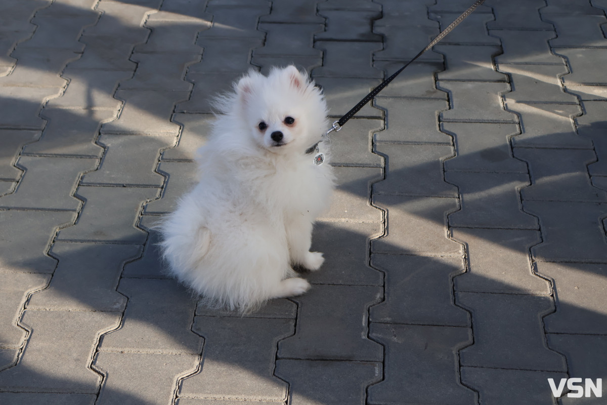 Чому кліщі опиняються у ліжку: ветеринар з Волині пояснив небезпеку після прогулянок із тваринами