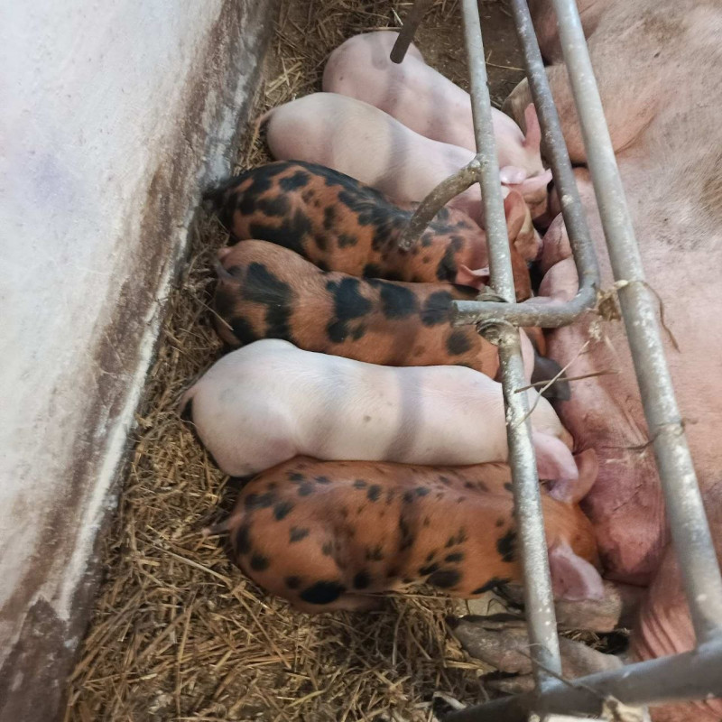 400-кілограмові свині та тисячі переглядів у TikTok: як волинянка веде господарство