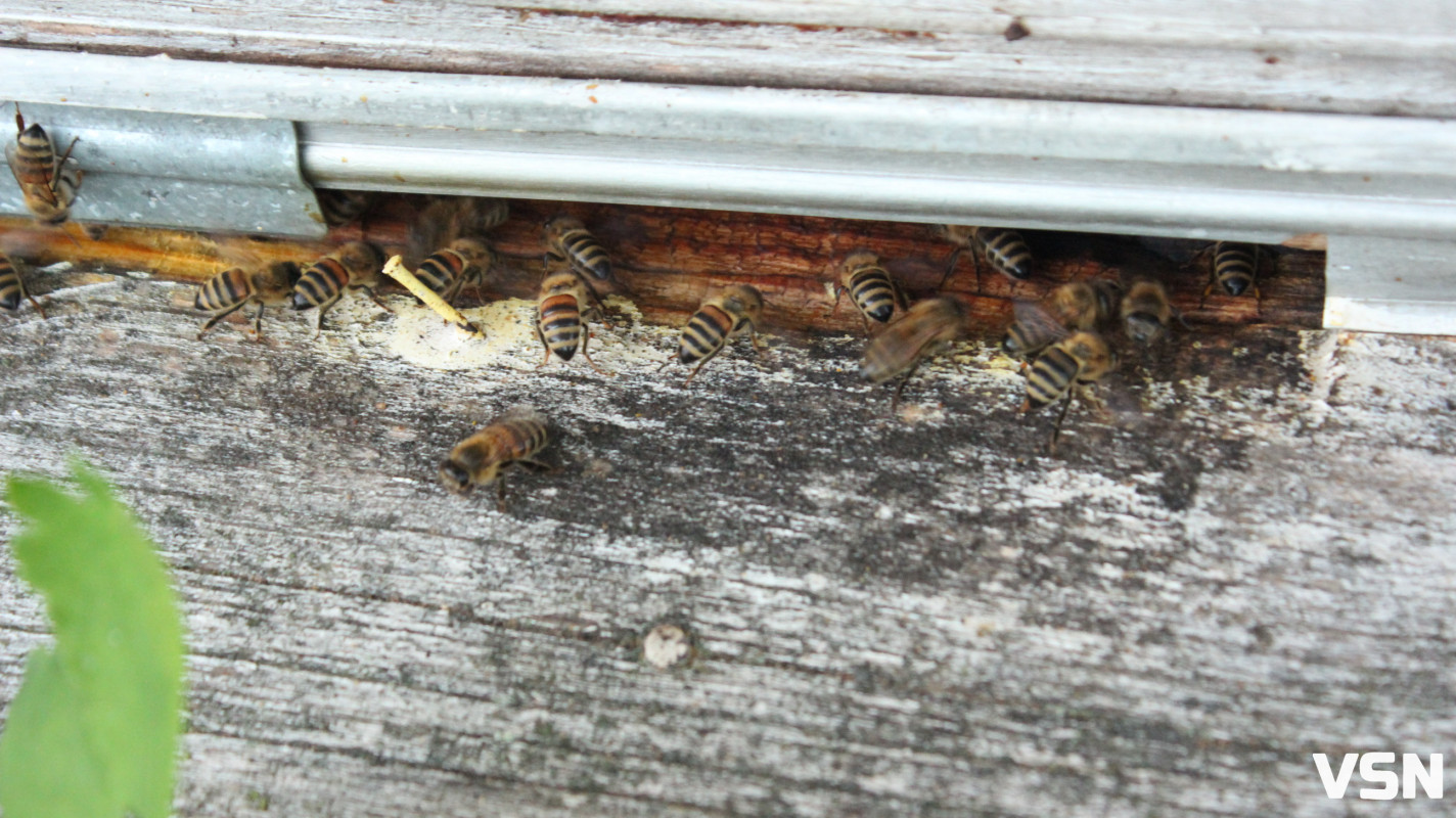«Як не буде бджілок, не буде людей на Землі»: пасічники з Волині про підготовку вуликів до зими