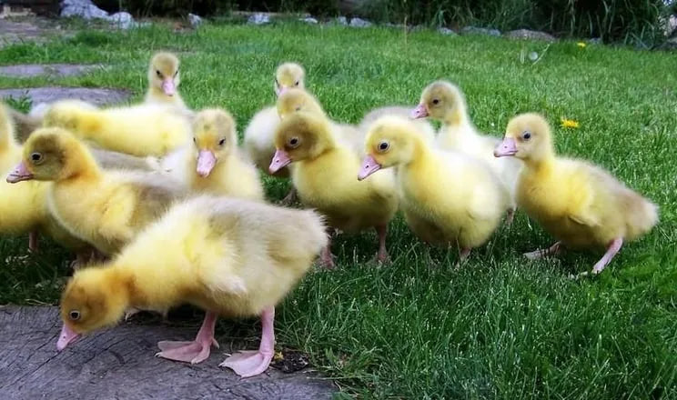 На Волині стартував сезон продажу птиці: скільки коштують курчата, качки та гуси