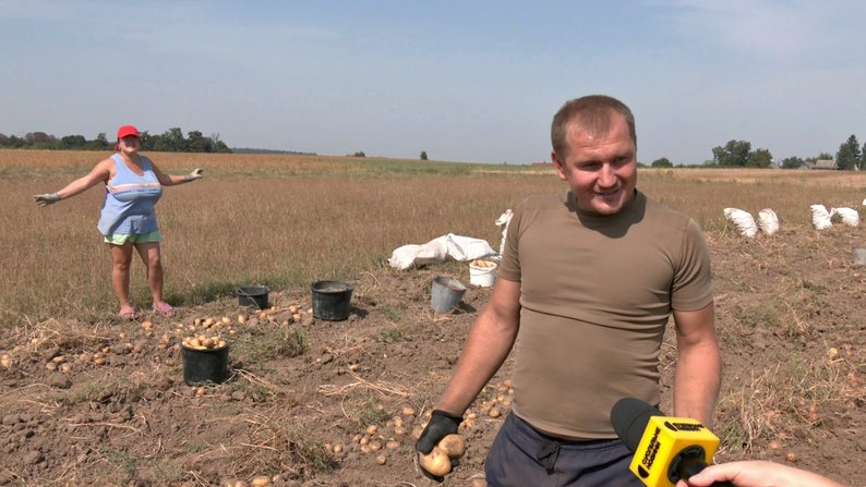 Як на Волині збирають картоплю і чи задоволені врожаєм