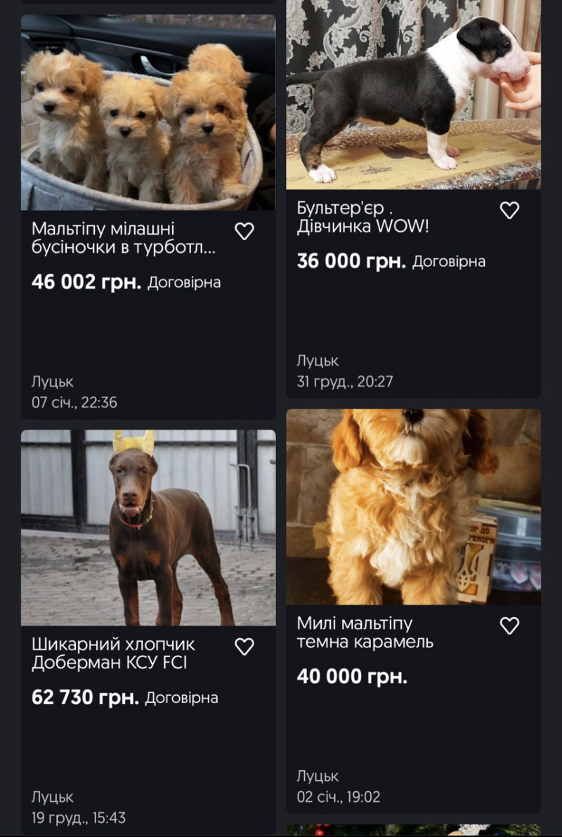 Собака за 150 тисяч гривень: які елітні породи продають у Луцьку і за  скільки
