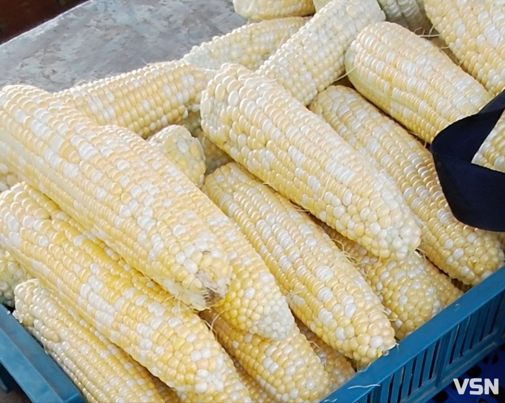 Скільки коштує молода кукурудза на ринку у Луцьку?